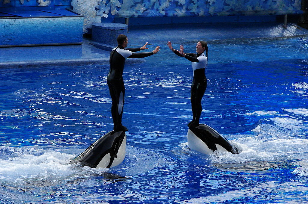 Everything You Need to Know About Visiting SeaWorld Orlando